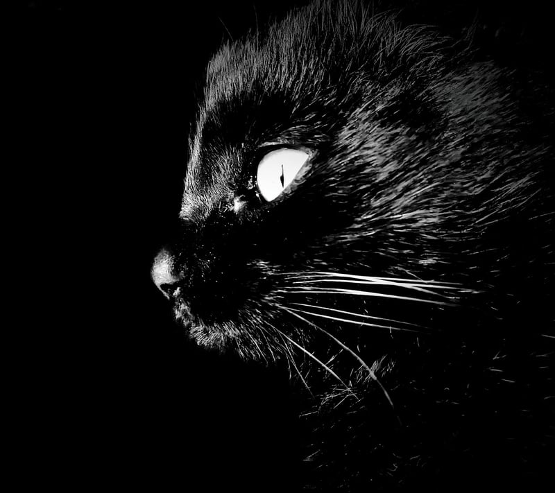 Covert Intrigues